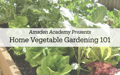 Home Vegetable Gardening 101